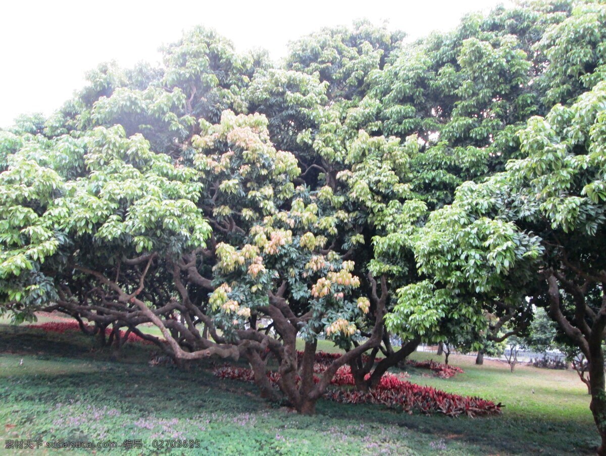 深圳大学摄影 深圳大学 文 山湖 自然风景 蓝天 教学楼 龙眼树 园林建筑 建筑园林