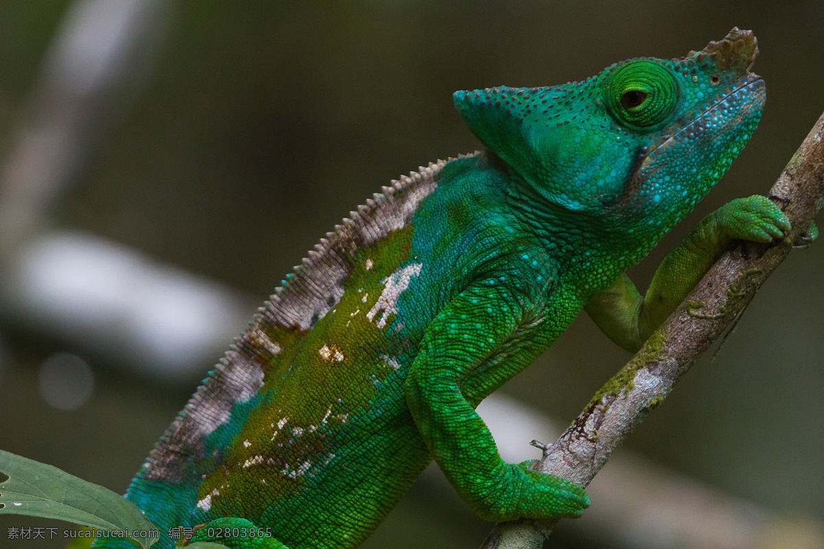 变色龙特写 变色龙 蜥蜴 爬行动物 野生 热带雨林 动物星球 野生动物 生物世界