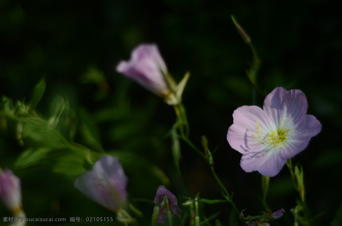 花菱草 花卉 花朵 花瓣 花蕊 花托 花茎 花叶 罂粟科 加州罂粟 金英花 人参花 洋丽春 花蕾 鲜花 白色 黄色 特写 花卉特写 植物类 生物世界 花草