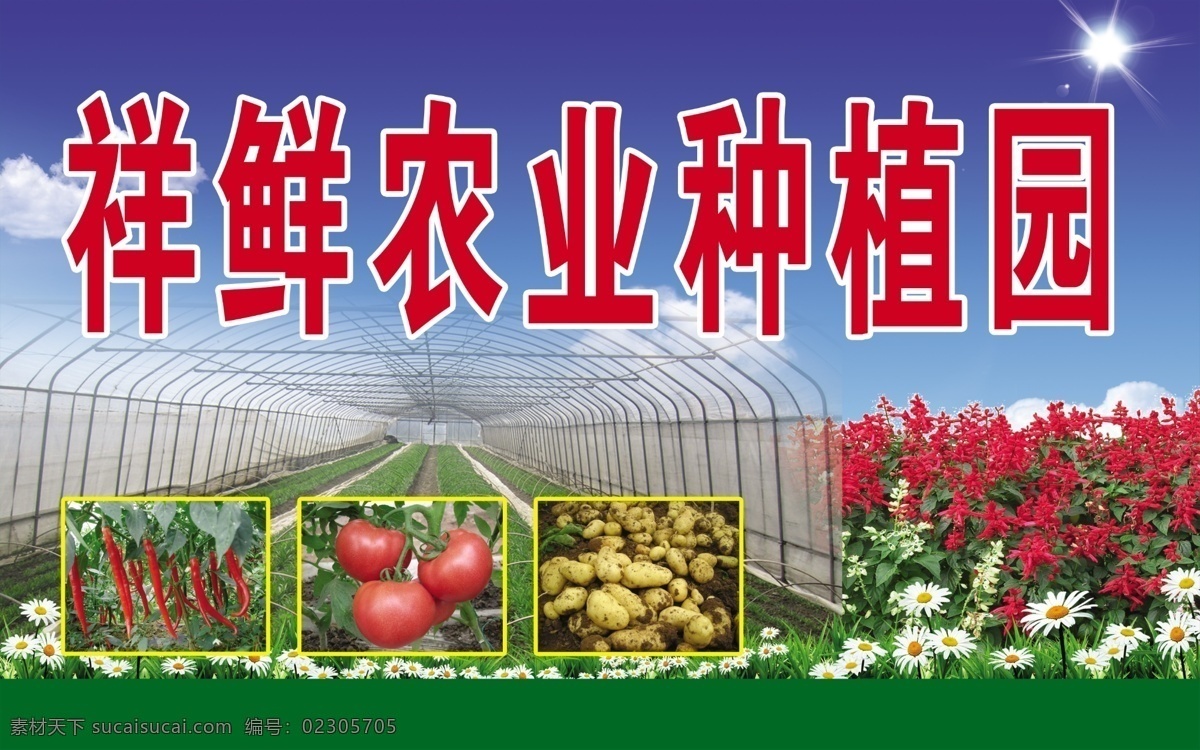 展板免费下载 花 土豆 种植 鲜农 红辣 原创设计 原创展板