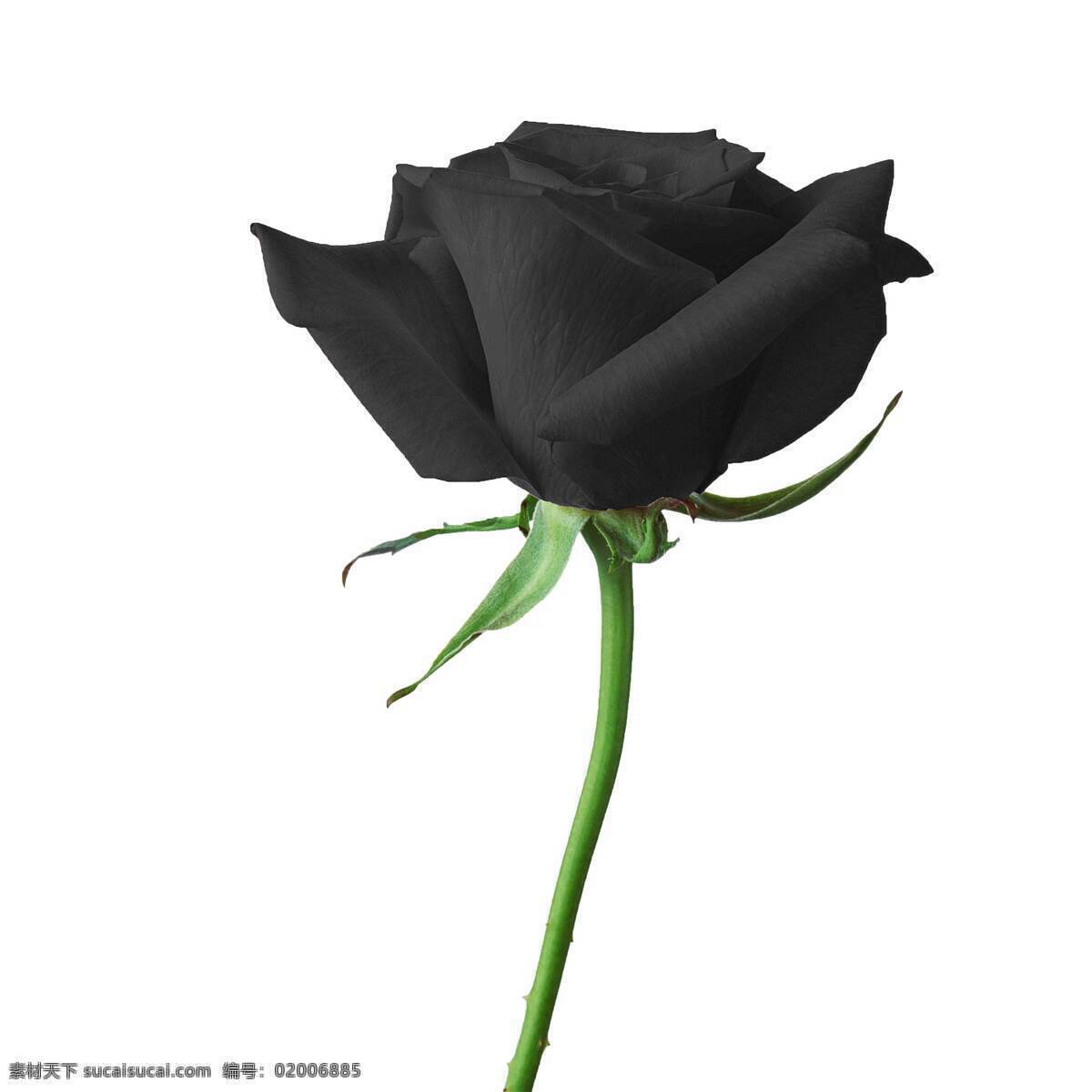 支 黑色 玫瑰花 高清 黑玫瑰 花朵 黑色鲜花 花枝