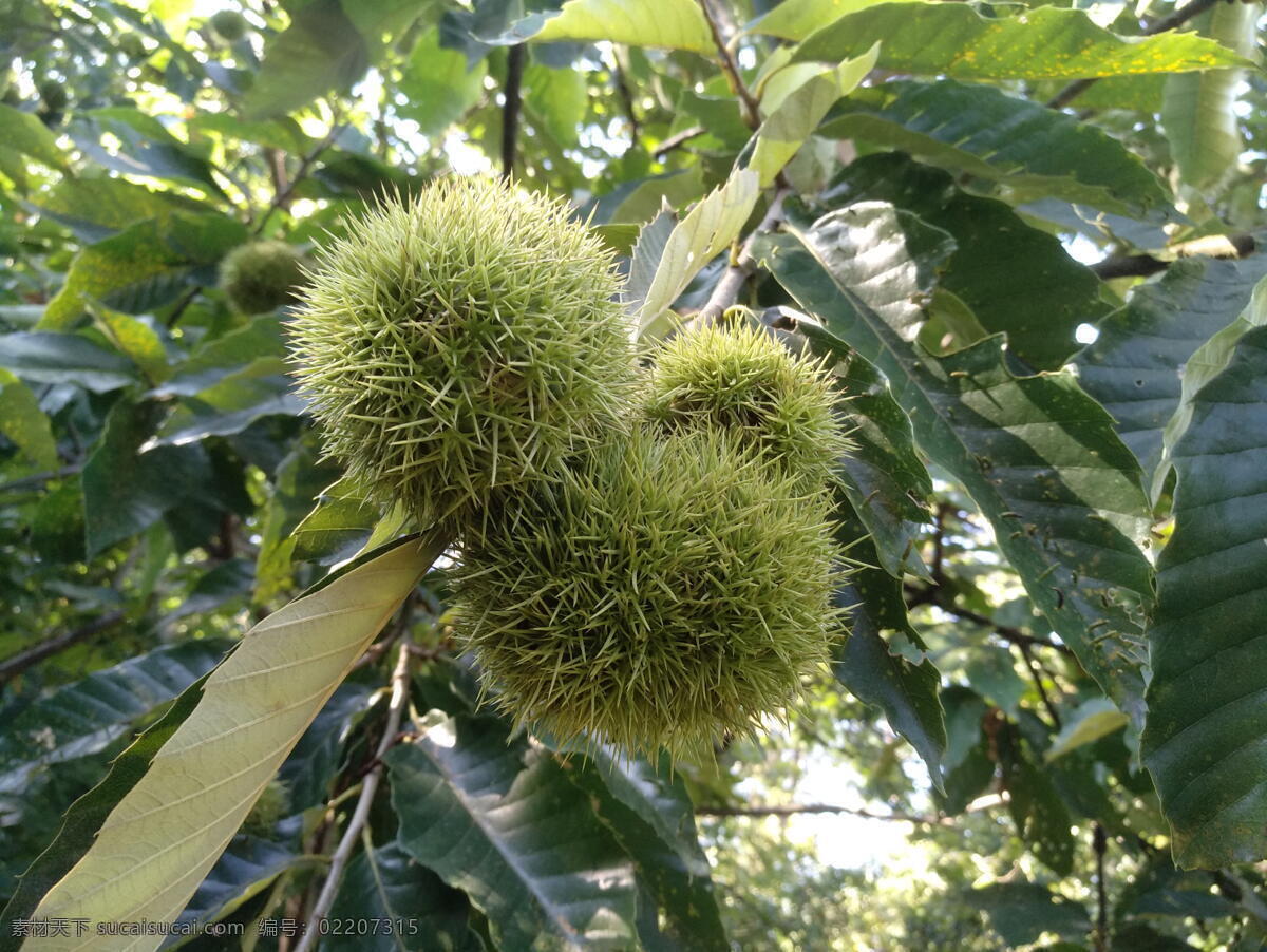 板栗树 栗球 罗田板栗 秋天栗树 栗林 生物世界 水果