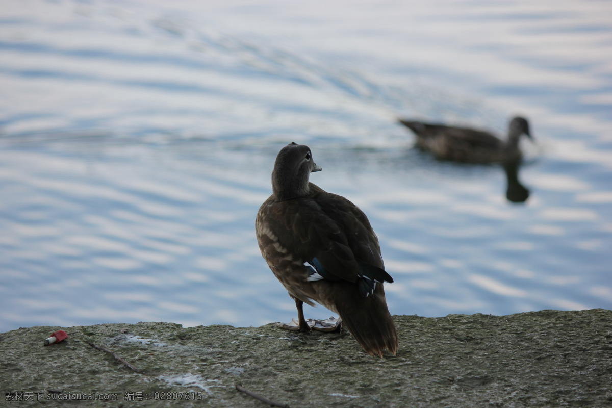 西湖边 母鸳鸯 戏水 岸边观望 母鸳鸯素材 生物世界 鸟类
