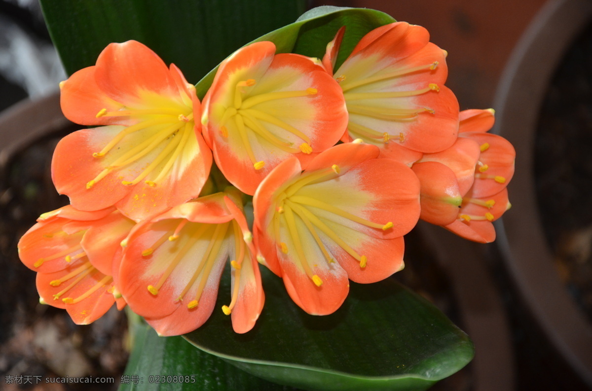 君子兰 花卉 大花君子兰 伞形花序 小花 花橘红色 花卉系列 花草 生物世界