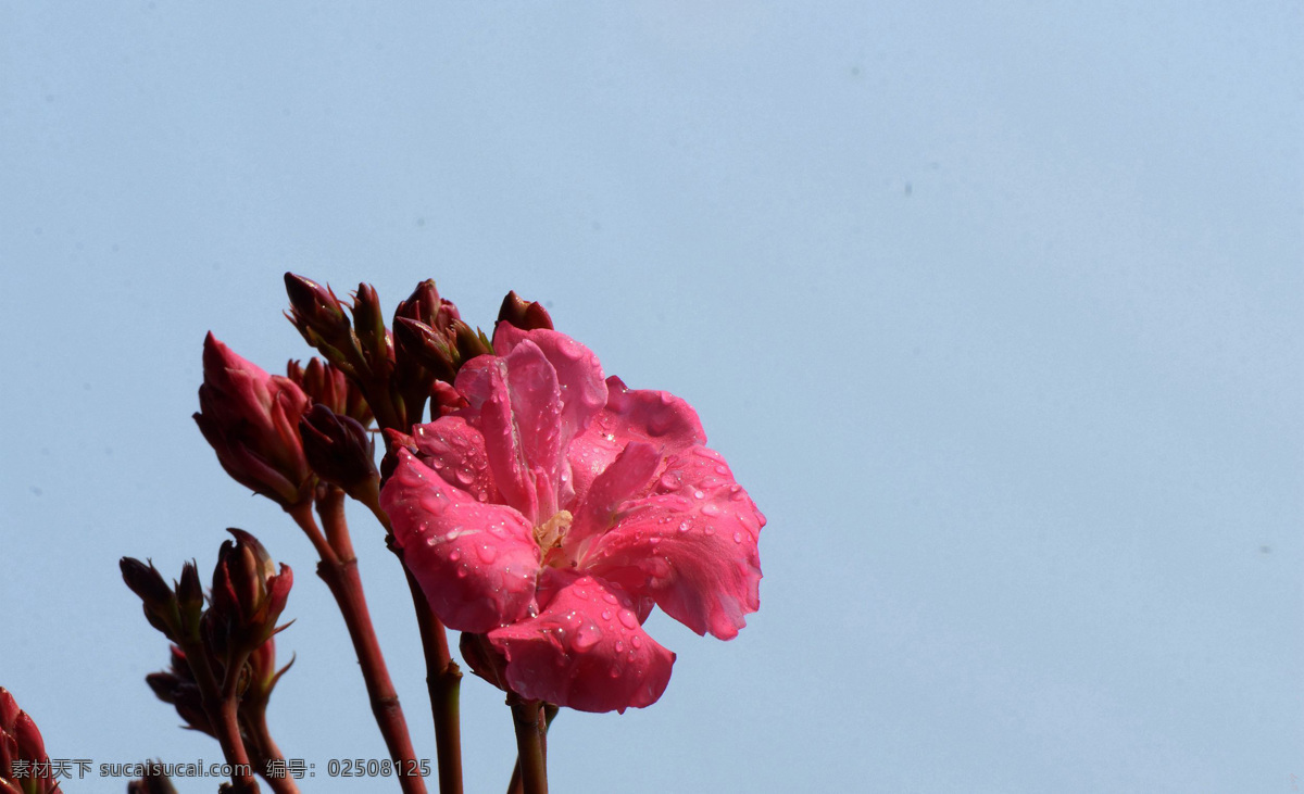 粉色 白色 夹竹桃 花卉