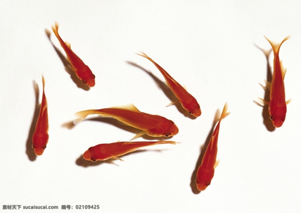 小红 鱼 摄影图库 生物世界 鱼类 小红鱼 各种 游 姿态