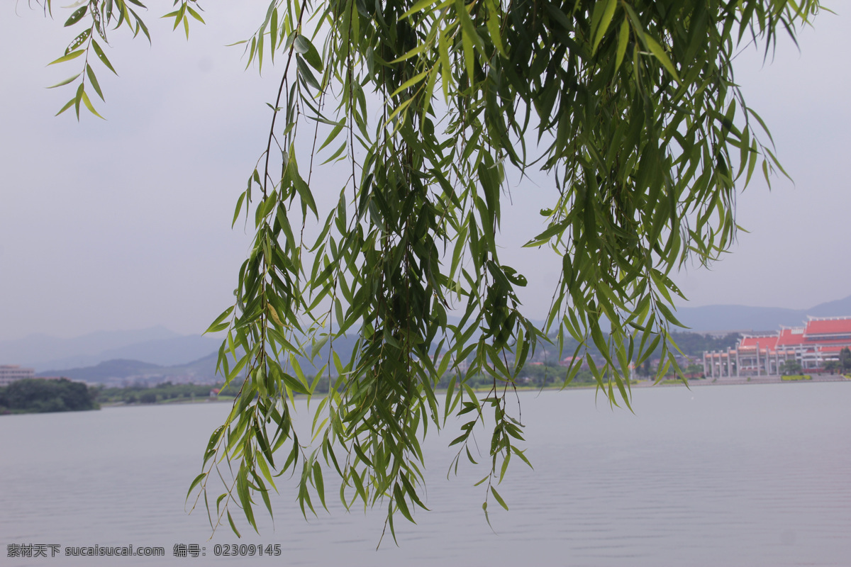 柳树 泉州西湖 柳枝 柳叶 湖水 湖光山色 树木 树叶 柳树枝条 自然风景 自然景观