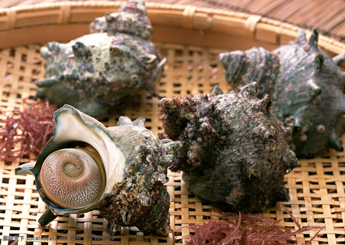 海鲜 海螺 海鲜贝类 螺子肉海产品 海产品 贝类 海鲜水产 海底生物 新鲜海鲜 海鲜素材 海鲜食材 海洋资源 食物原料 餐饮美食 摄影图库 摄影图片 高清图片 印刷图片