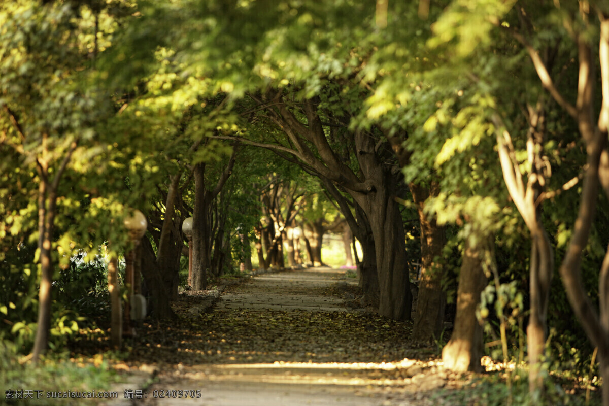 树林小路风景 小路 道路风景 树林风景 美丽风景 风景摄影 美丽景色 自然风光 美景 自然风景 自然景观 黑色