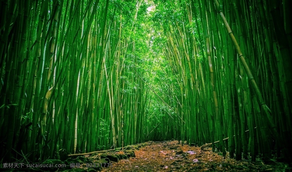 竹子 竹 竹海 竹林 绿色竹林 自然景观 自然风景