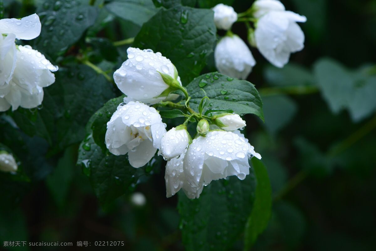 茉莉花 盛开 清新 白色 植物 花卉 花朵 生物世界 花草 各类素材