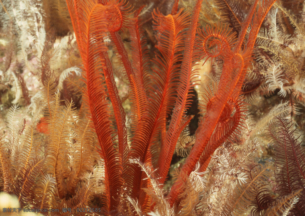 海洋生物 海底世界 海洋 礁石 生物世界 鱼 鱼类 珊蝴礁石 珊蝴 海底景色