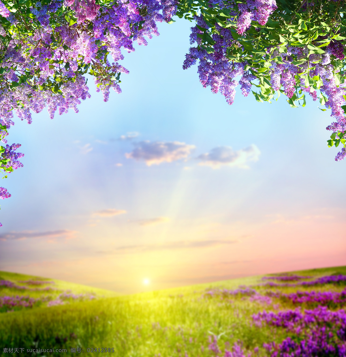 日出 春天 景色 春天鲜花风景 鲜花风景 草地 美丽花朵 紫色鲜花 美丽风景 美丽景色 自然风光 风景摄影 美景 自然风景 花草树木 生物世界