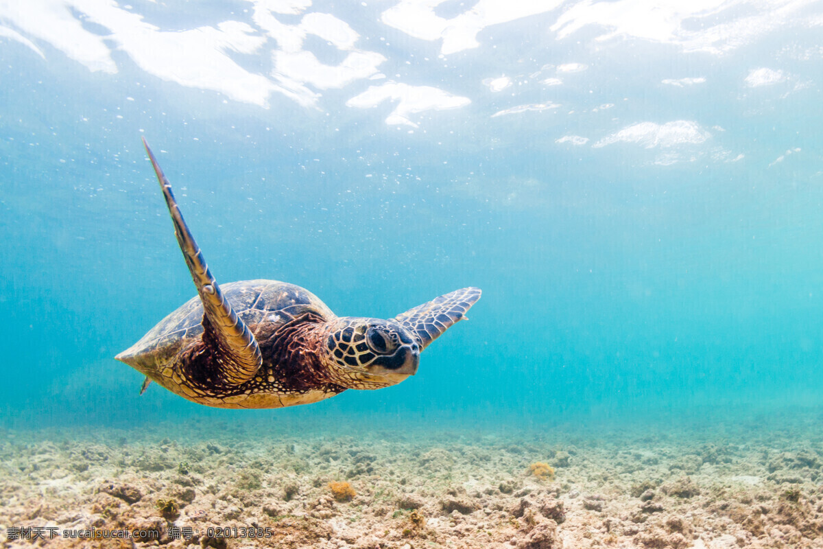 海龟 海 龟 乌龟 小乌龟 巴西龟 宠物龟 动物 生物世界 海洋生物