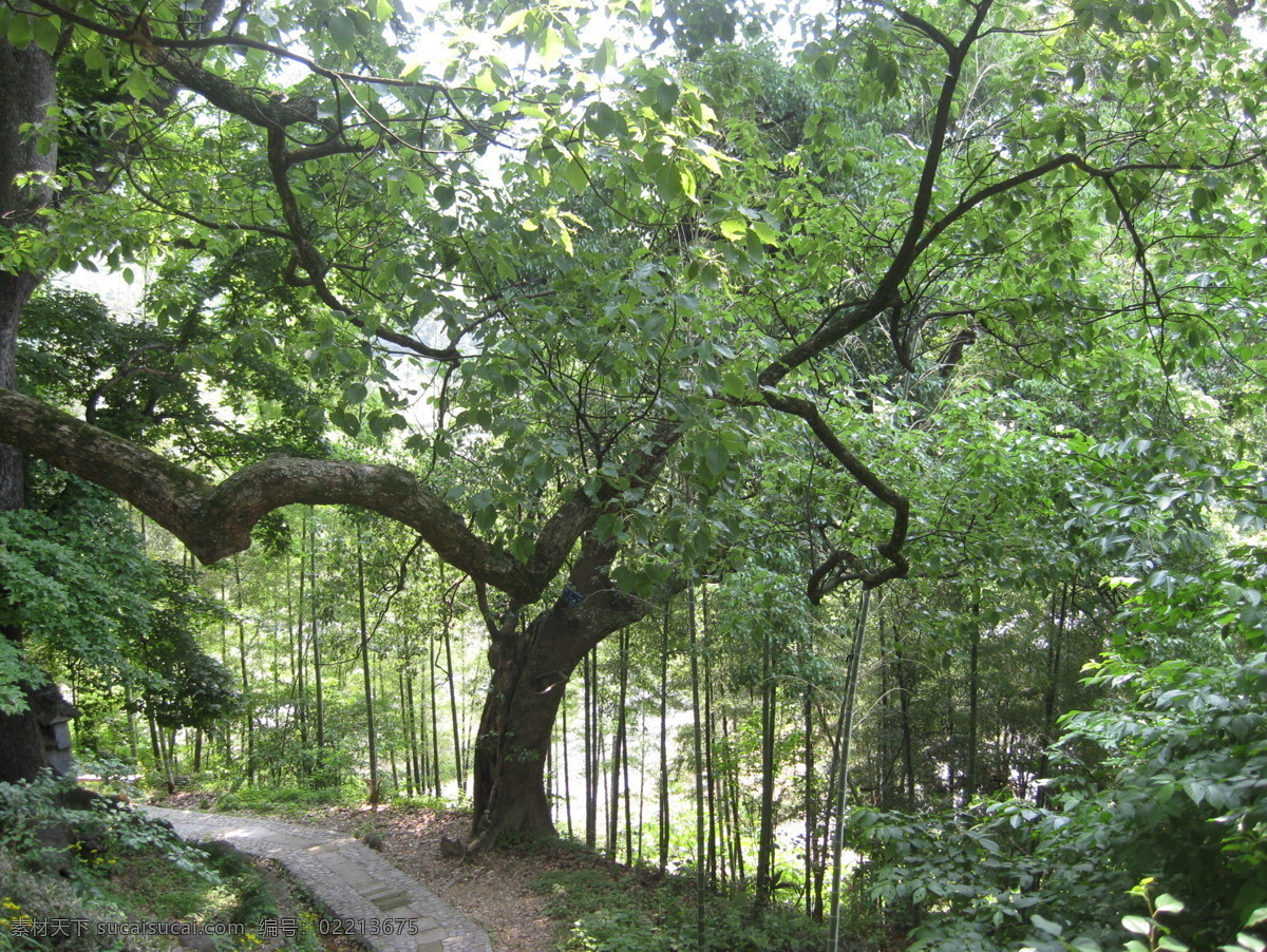 深山 古树 孤独 树 树木剪影 树藤 树枝 深山古树 树帘 古树精魂 生物世界