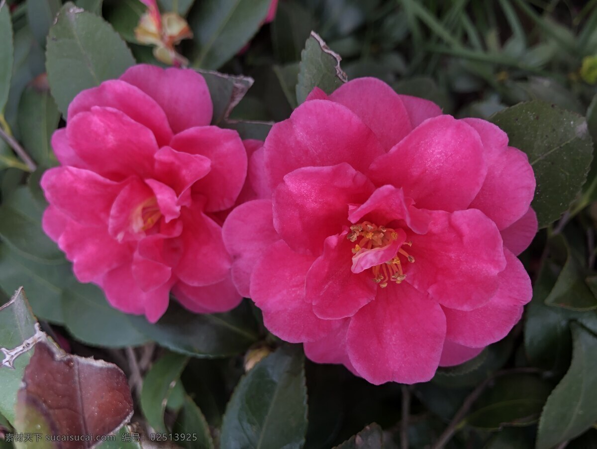 两朵山茶花 深绿色 扁形 叶子 茶花 梅红色 大朵 饱满 绽放 漂亮植物 花草集 生物世界 花草