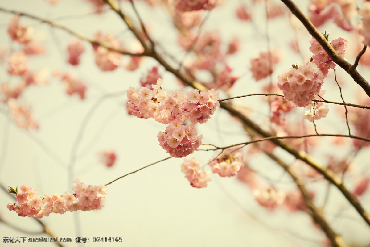 唯美 粉色 樱花 高清 春天 唯美花朵 春天花朵