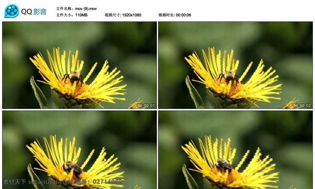 蜜蜂 采 蜜 视频 实拍 采蜜 鲜花 花朵 植物 花草 绿植 花蕊 花心 花瓣 抽象 广告 背景素材 非编素材 高清 标清 背景视频 实拍素材 动态视频 动态素材 视频剪辑 多媒体设计 源文件 mov