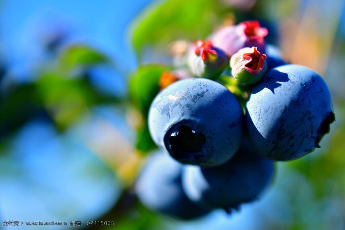 蓝莓 blueberry 蓝莓特写 水果 水果拍摄 蓝色浆果 浆果 笃斯 都柿甸果 地果 龙果 蛤塘果 讷日苏 吉厄特 吾格特 老鸹果 进口蓝莓 高山蓝梅 丹东蓝莓 蓝莓鲜果 高原蓝莓 云南蓝莓 蓝莓果 智利蓝梅 长白山蓝莓 野生蓝莓 山东蓝莓 生物世界