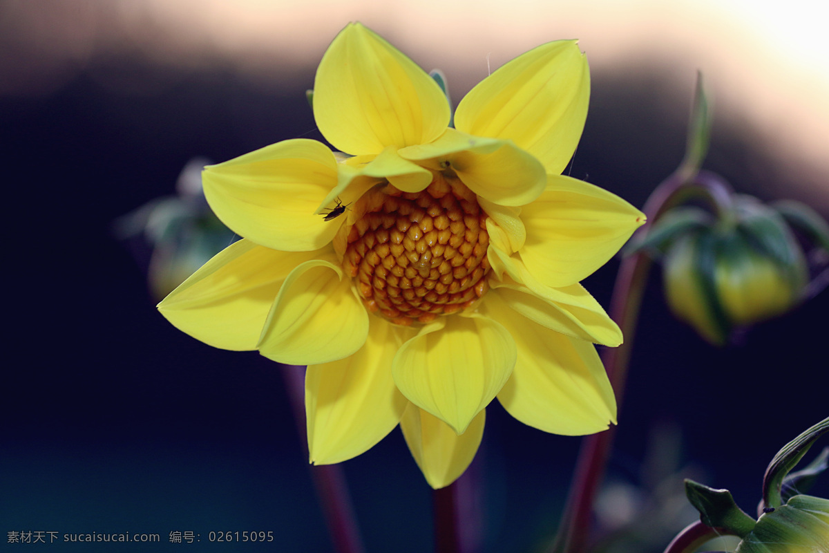 黄色 可爱 花朵 花瓣 植物花朵 美丽鲜花 漂亮花朵 花卉 鲜花摄影 花草树木 生物世界 黑色