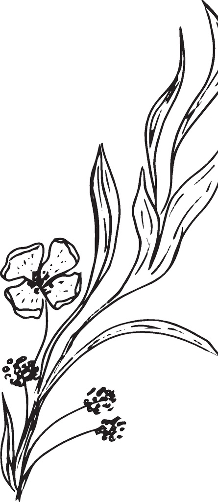 手绘花卉元素 森系花枝 花卉花草 园林艺术 园艺 园林盆栽 园艺盆景 绿化盆景 森系花草 森系绿植 淡雅花枝 花草植物 植树节 橄榄枝 枝茎叶 植物 树枝 清新自然 森系花卉 清新植物 花卉 花朵 植物景观 花藤 花叶 鲜花 花语 花艺 文艺风 花艺插花 手绘花朵 花边花纹 植物花草 花卉植物 彩绘花纹 欧式花纹