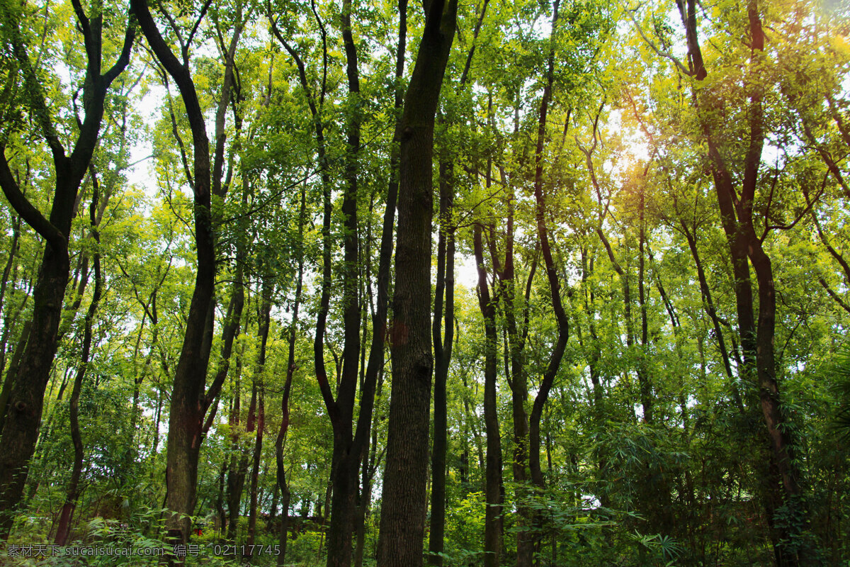 深林 森林 树林 树木 树 大树 小树 绿树 植物园 jpg图片 自然景观 山水风景 类 自然风光 自然风景