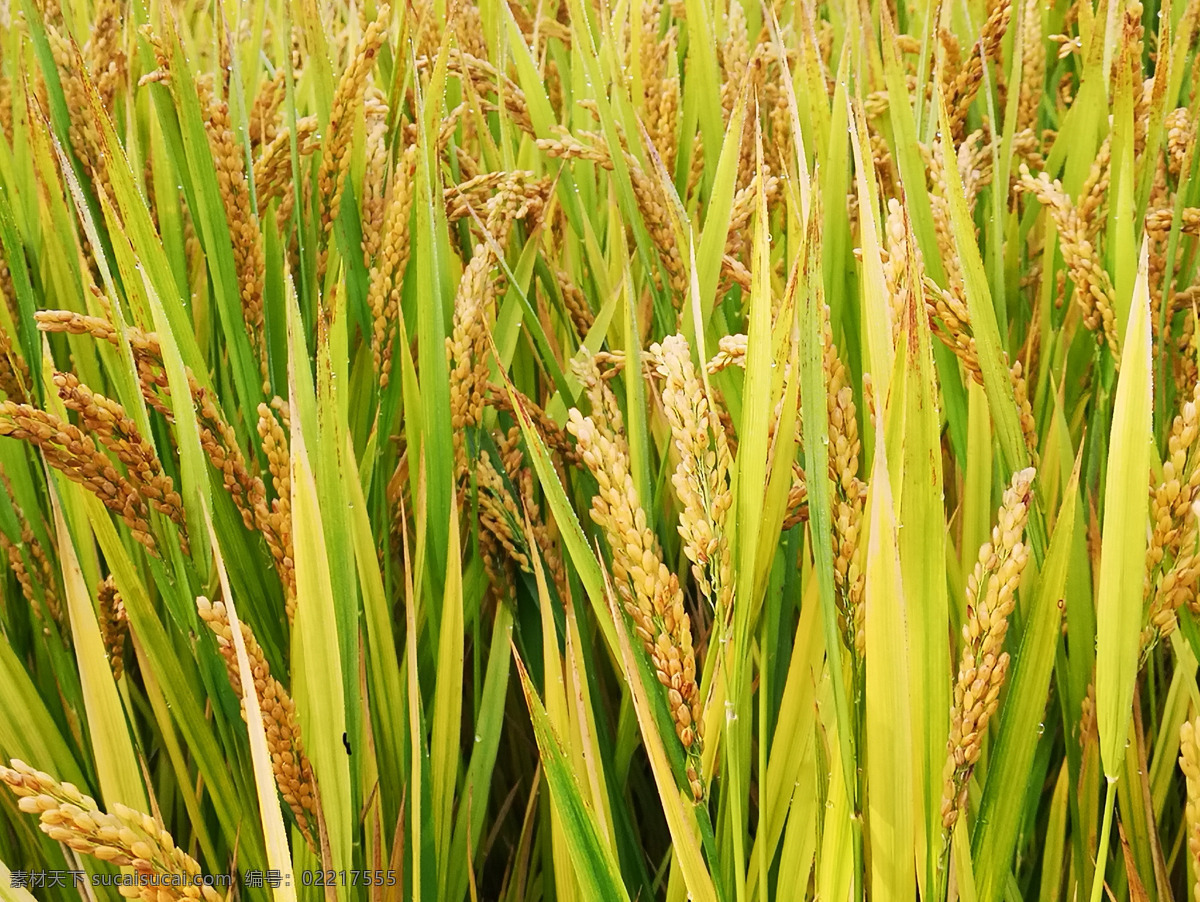 田里 水稻 田里的水稻 稻子 有机水稻 农作物 耕地 庄稼 稻谷 餐饮美食 食物原料