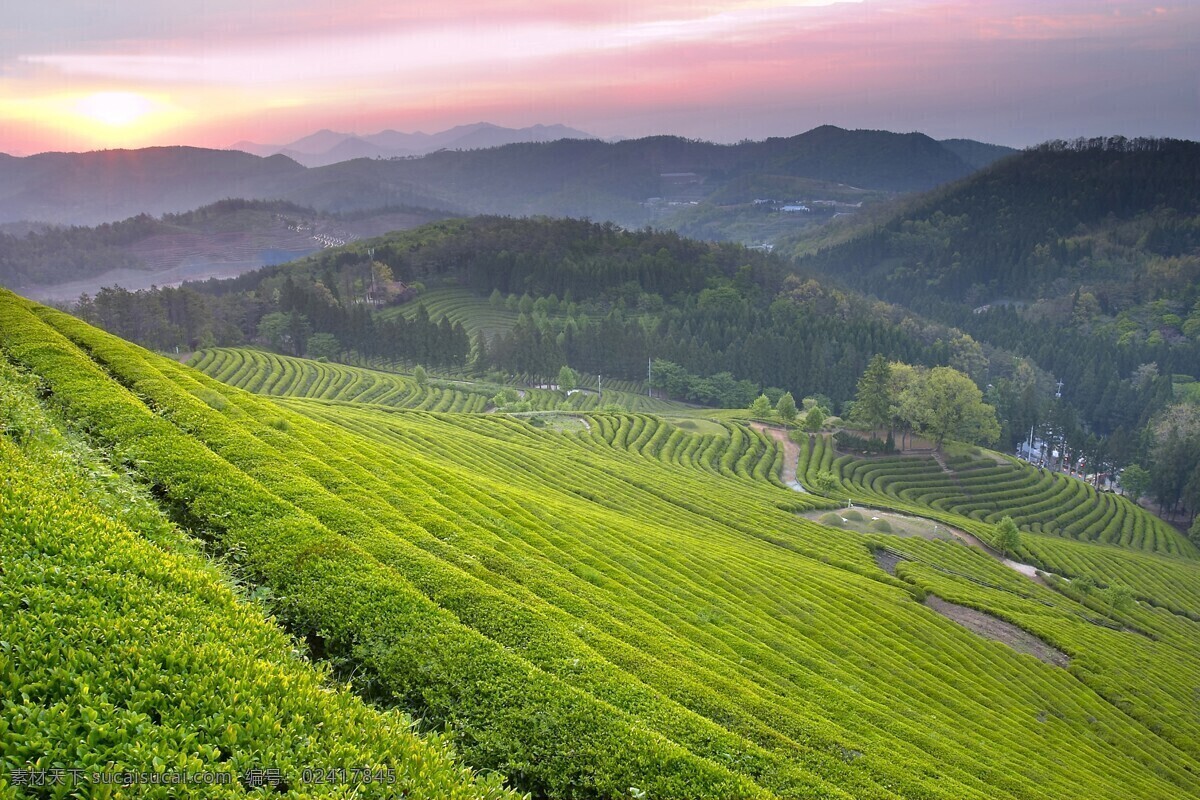 山坡茶山茶园 山坡 茶山茶园 茶山 茶园 山上 山 自然景观 山水风景