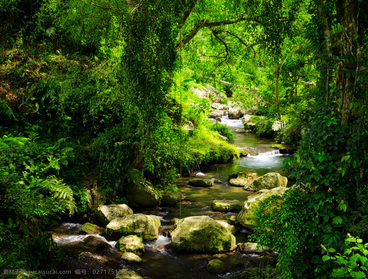 森林 小溪 大自然 绿色 岩石 自然风景 自然景观