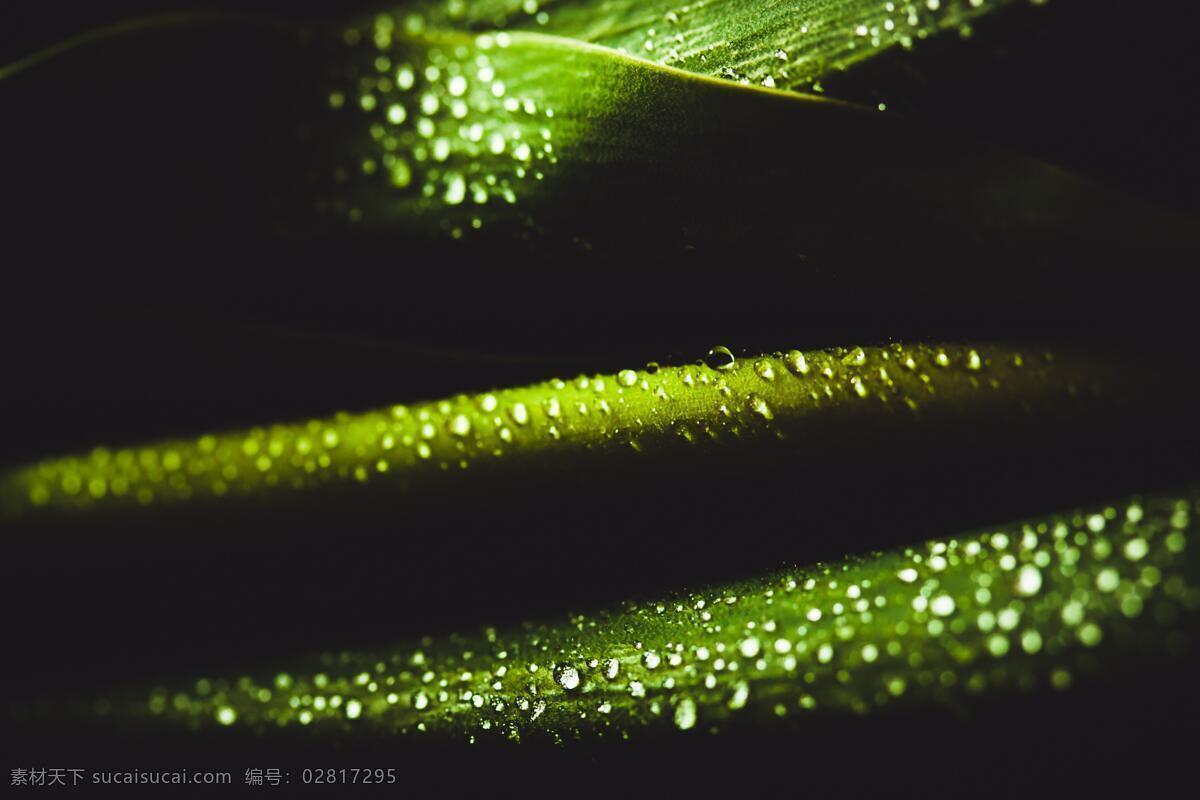 露珠 露水 水滴 水珠 雨水 雨滴 绿叶 花叶 生活意境摄影