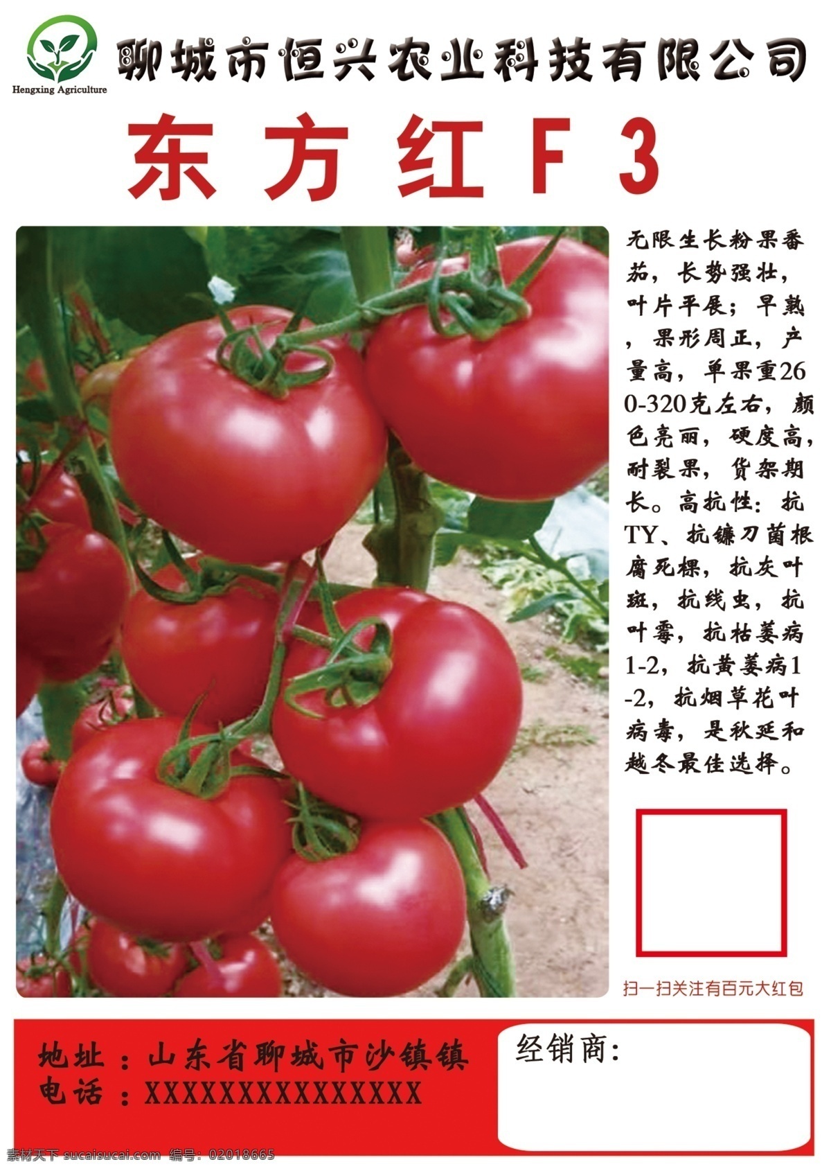 农业 专业种苗 西红柿图片 西红柿文化 彩页 不干胶 分层