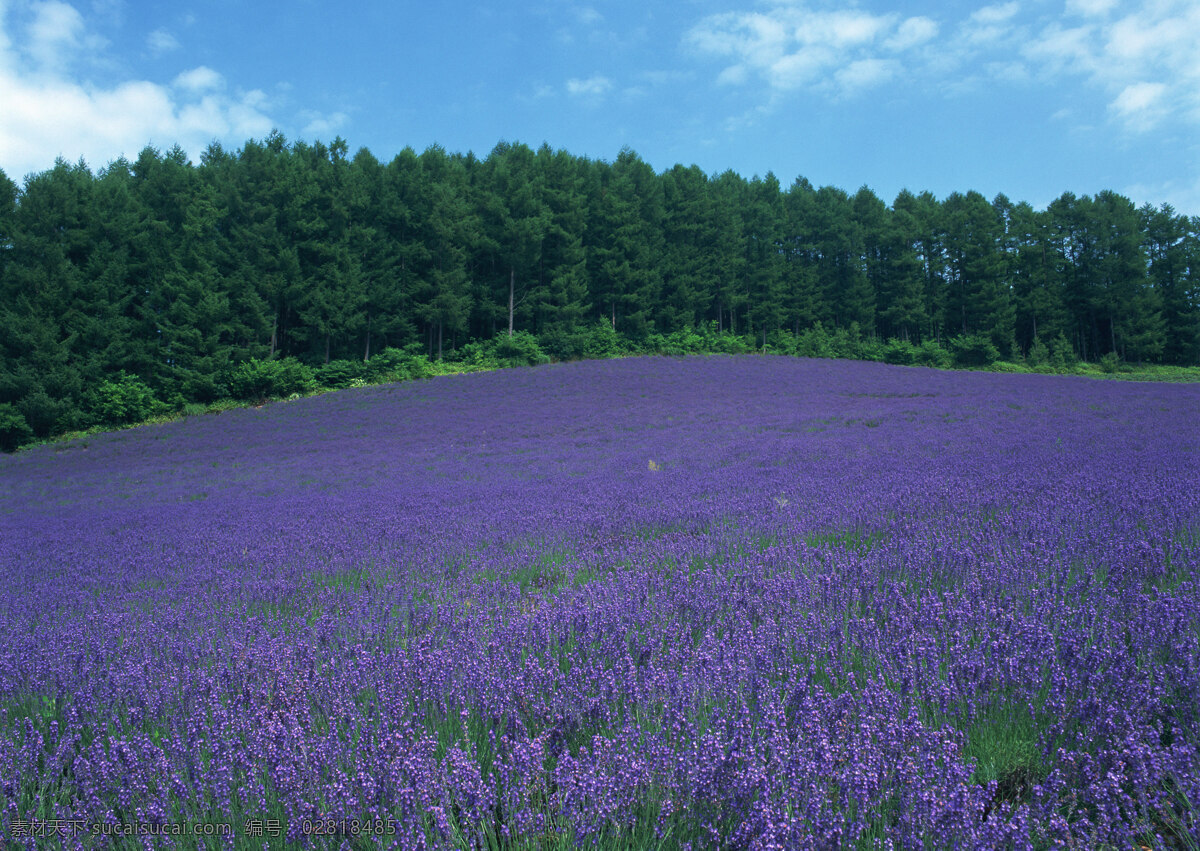 薰衣草花田