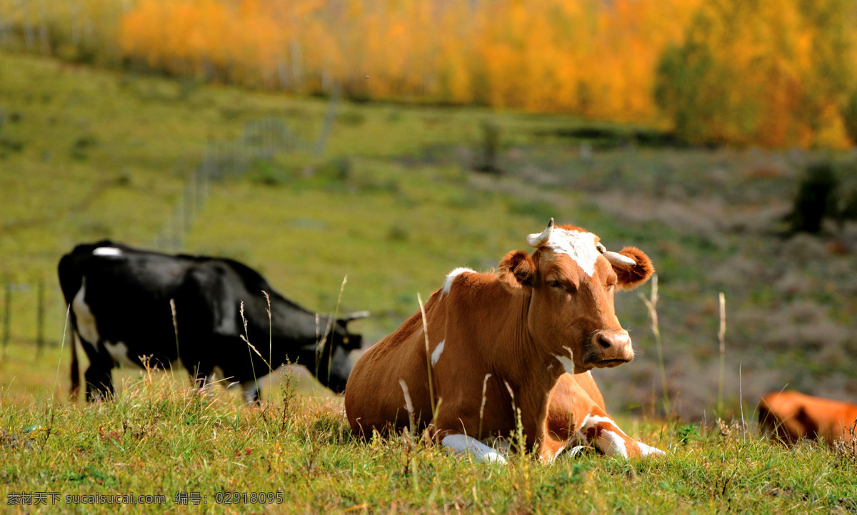 草原牛群 内蒙古 草原 草场 牧场 草地 畜牧 游牧 牛 奶牛 牛群 高原 生态旅游 自然美景 自然风景 自然景观