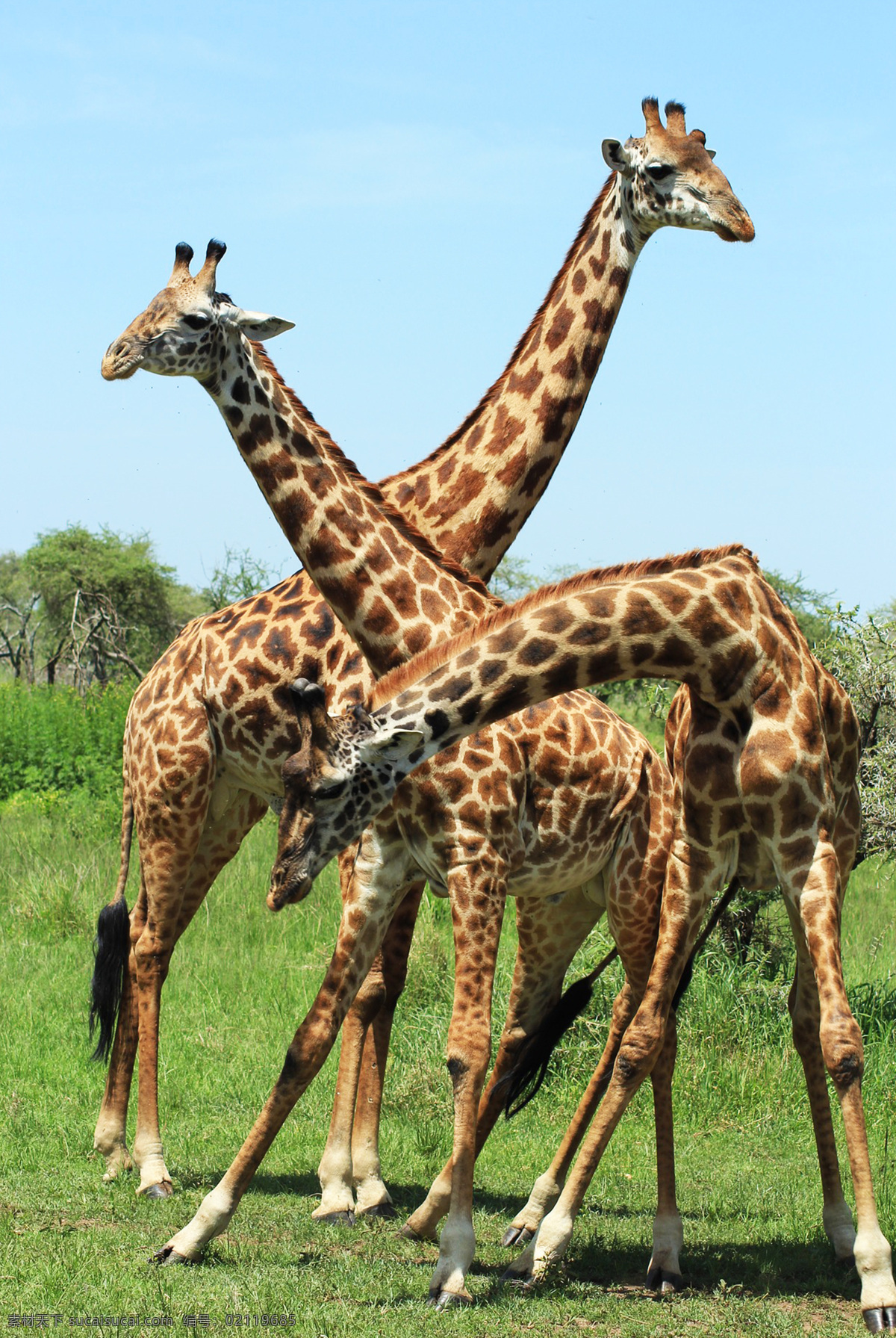 长颈鹿 麒麟鹿 长脖鹿 giraffe 野生动物
