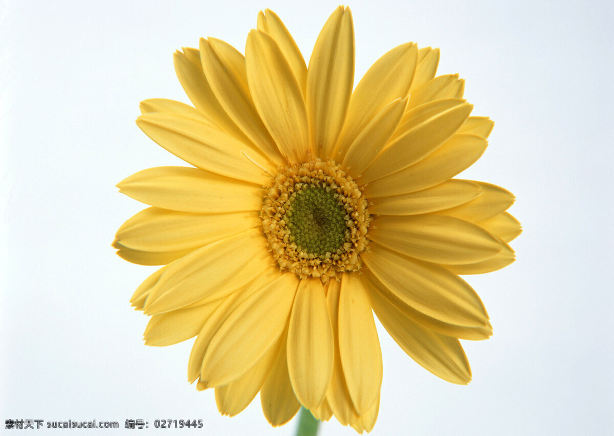 花朵 春黄菊 菊花 花卉 植物 花蕊 花心 黄色 花草 生物世界