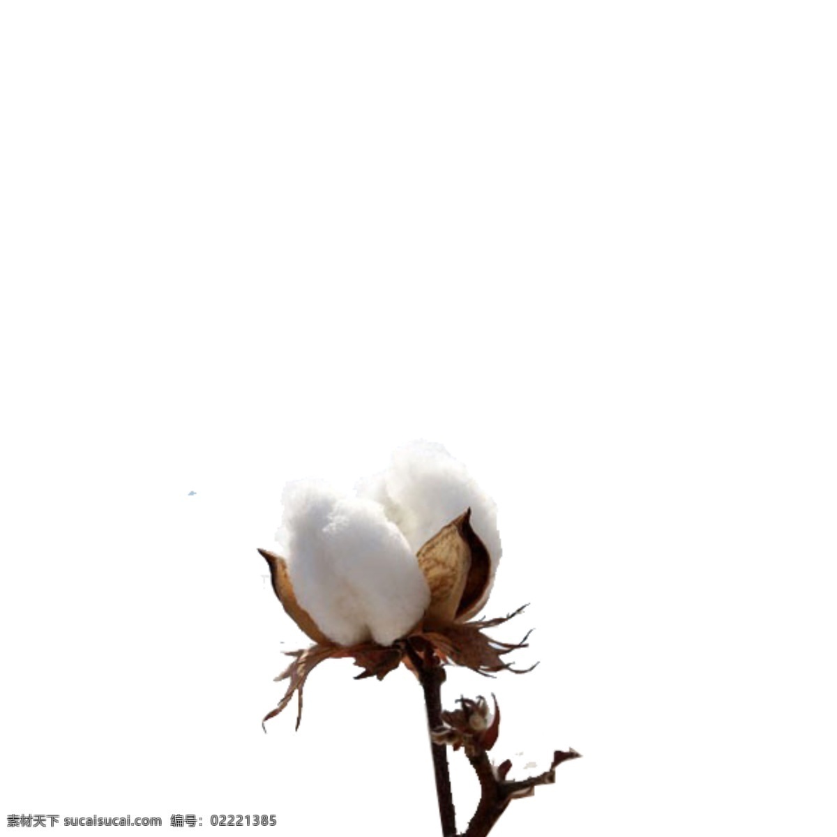 棉花纯棉 标签 棉标签 卡通棉花 纯棉标签 棉花素材 农业 农作物 织布 彩棉 白棉 女装素材 衣服材质 宣传画 展板 平面 ps 卡通 主图 棉花图片 实物棉花 柔软 女装 男装 童装 纯棉图标 面料 植物 棉花 冬季 保暖 植物素材 冬季保暖 冬季素材 纯棉 纯棉面料 面料素材