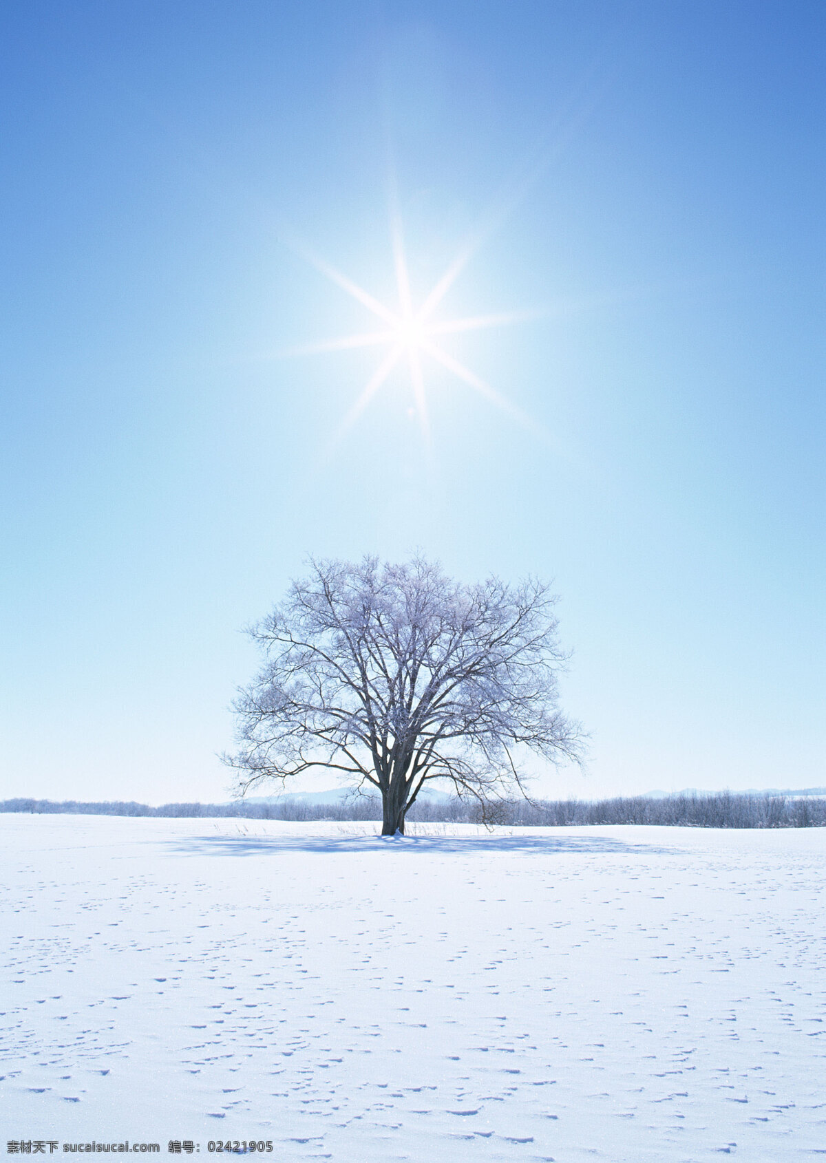 雪地 里 颗 树 自然 风景 书 天空 空旷 白云 一个树 安静 太阳 阳光 花草树木 生物世界