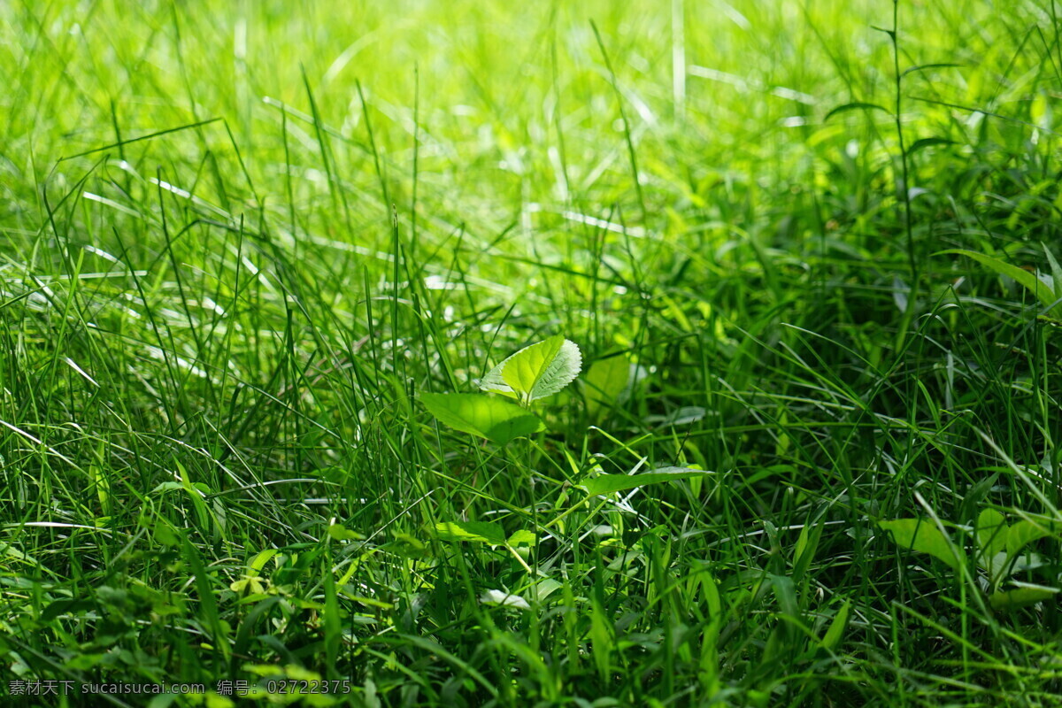 小草 绿色 绿叶 安详 宁静 静谧 自然景观 田园风光
