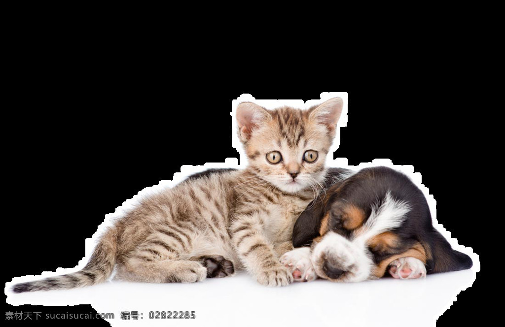 温馨 和谐 宠物 猫 狗 产品 实物 产品实物 宠物狗 宠物猫狗 生肖狗 小狗 小奶猫