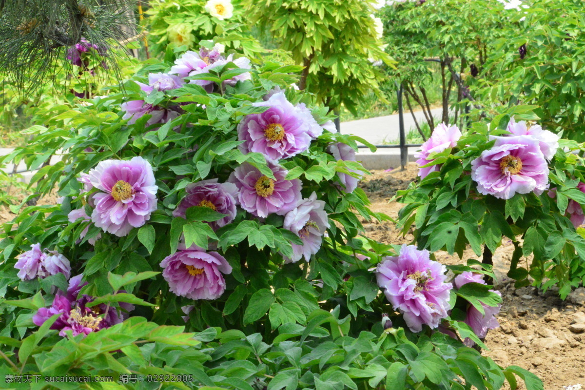 牡丹花 牡丹 观赏花卉 鼠姑 木芍药 百雨金 洛阳花 花朵 花瓣 花蕊 花卉 花儿 花草 植物 园林绿化 绿化景观 芍药牡丹 生物世界