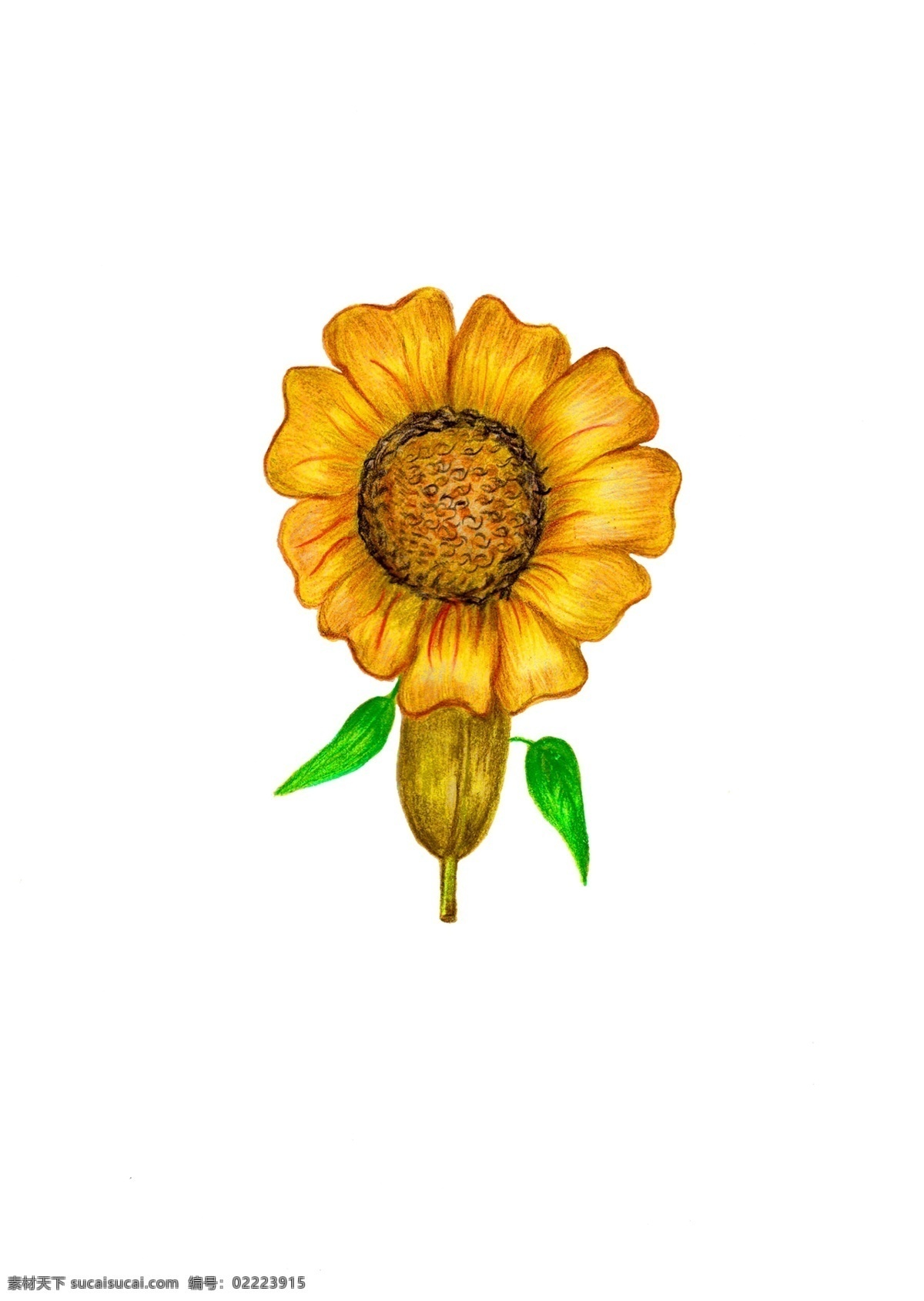 爱的花朵 绽放的情 节日 手绘 爱情 卡通 烂漫 广告 花朵 图标 情人节 金黄色的 向日葵 促销 产品实物 装饰图案