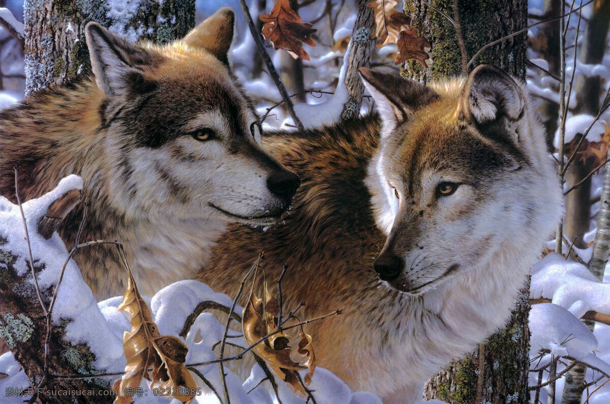 狼群 温顺 野生动物 生物世界