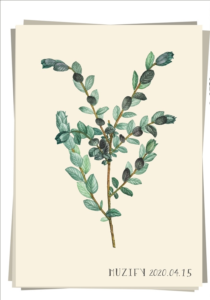 桉树 植物图鉴 尤加利 圆叶 草本植物 植物图稿 手绘稿 素描画 生物世界 树木树叶