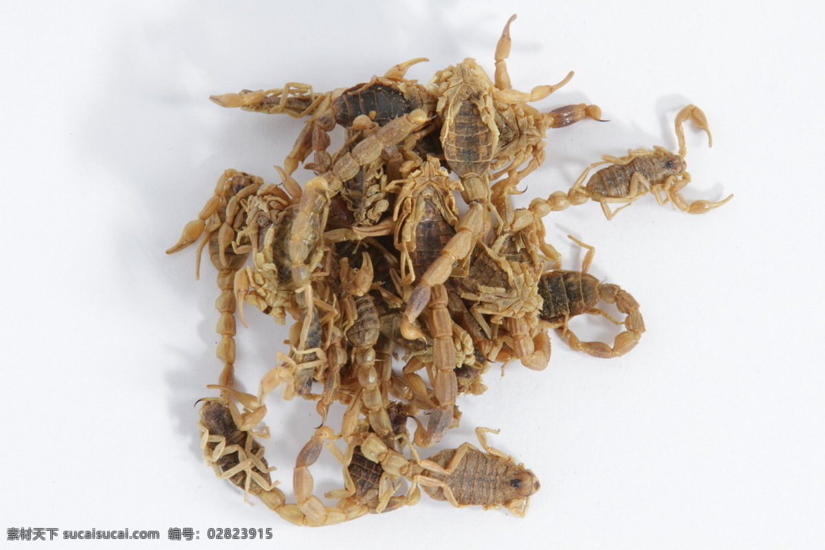 全蝎 蝎子 中药 草药 药 药品 中草药 毒药 生活素材 生活百科