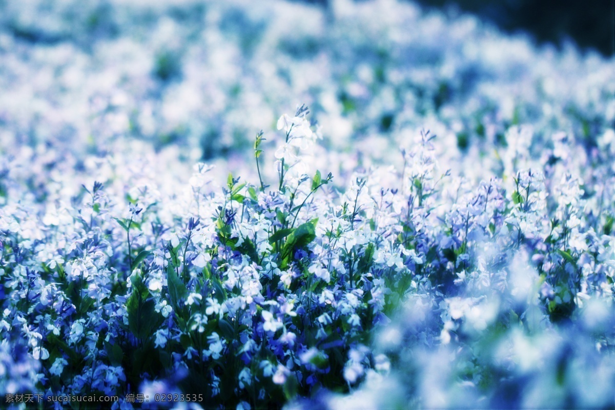 紫色 微笑 二月兰 花草 花朵 花海 花蕾 生物世界 紫色的微笑 psd源文件