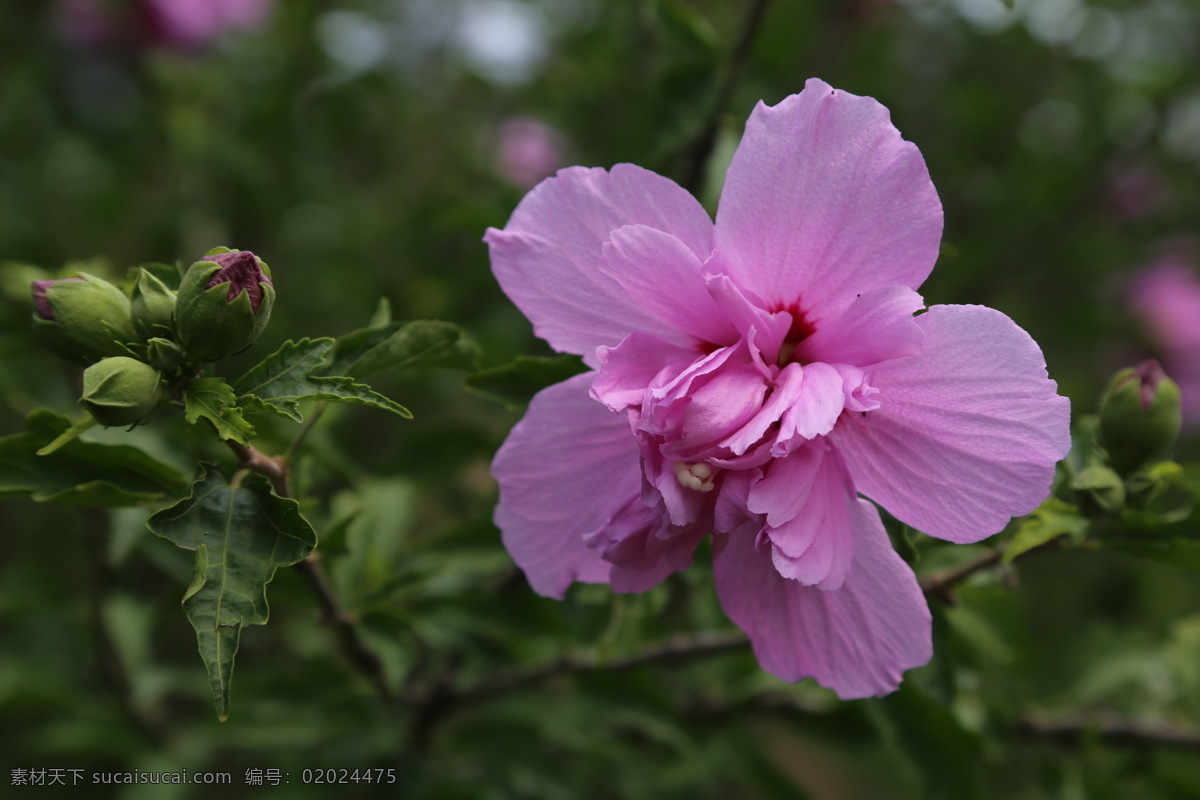 木槿花 木槿 无穷花 花卉 花儿 花草 植物 园林绿化 绿化景观 装饰画 木槿木槿花 生物世界