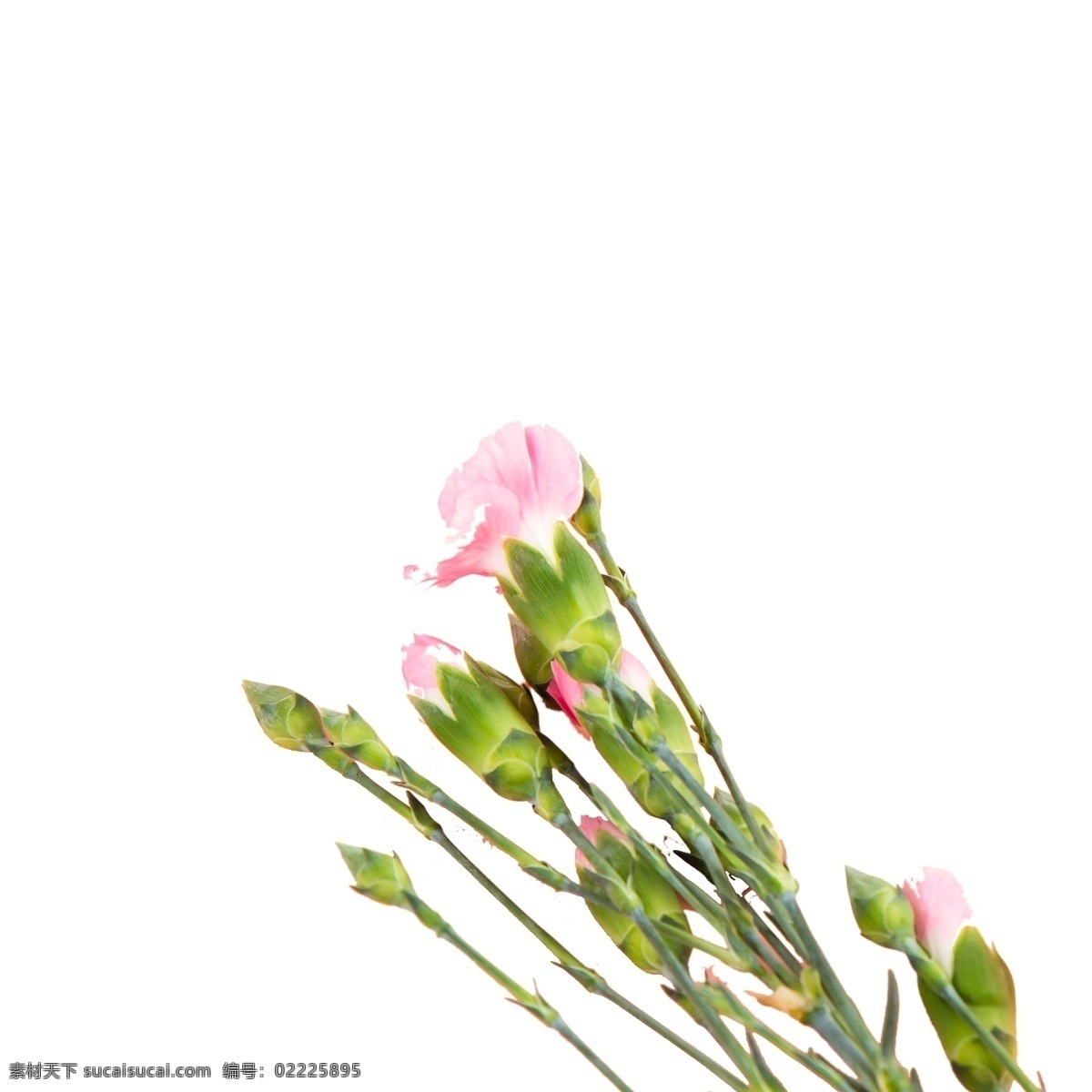 美丽 粉色 鲜花 粉色花朵 鲜花装饰 鲜花绿叶 节日鲜花 卡通插图 创意卡通下载 插图 png图下载