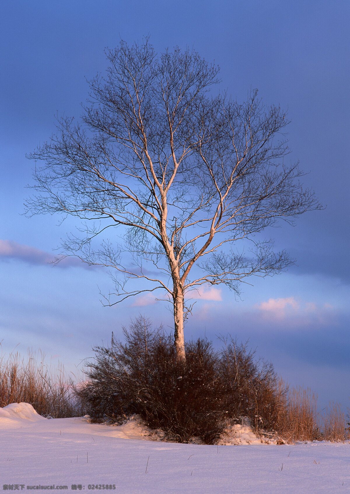 雪地 里 颗 树 自然 风景 书 天空 空旷 白云 一个树 安静 花草树木 生物世界 蓝色