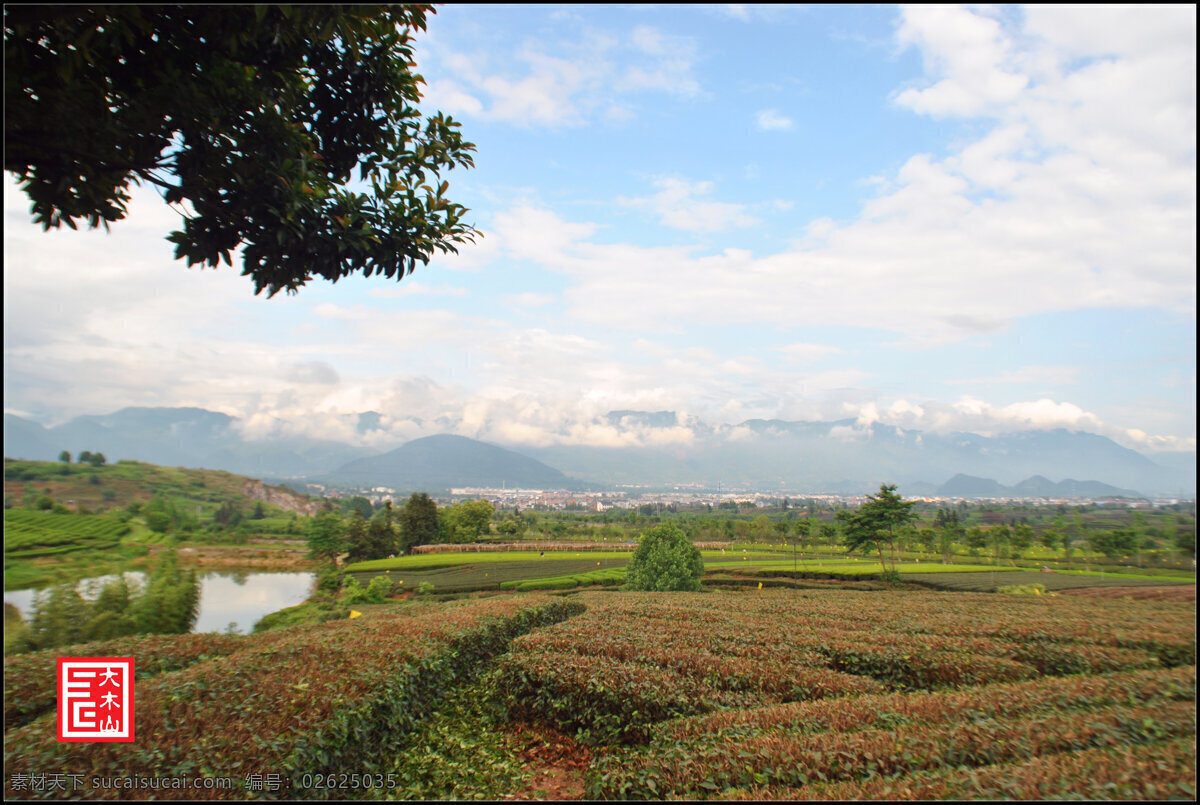 大木山茶园 丽水 松阳 大木山 茶园 旅游 丽水松阳 旅游摄影 自然风景