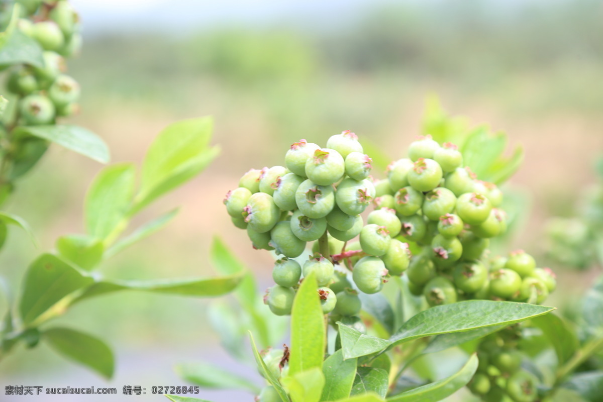 蓝莓 水果 新鲜蓝莓 高清拍摄 外拍蓝莓 棚拍水果 食品 鲜果 蓝莓果园 拍摄 生物世界